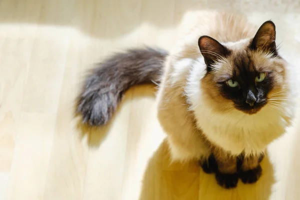 Cute cat van de Balinese vergadering comfortabel in de middag zonlicht dat in de woonkamer lekken. — Stockfoto