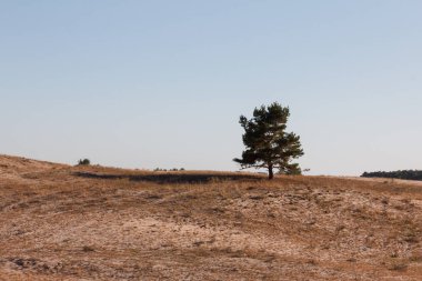 Kum tepeleri olan çöl manzarası