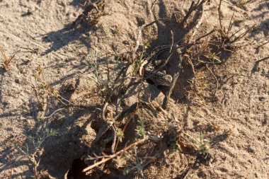 Çölde kum üzerinde küçük gri kertenkele