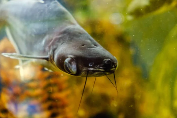 Vissen in het aquarium, aquarium op de achtergrond van waterplanten — Stockfoto