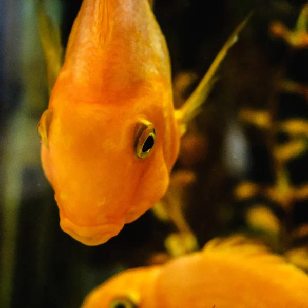 Poissons dans l'aquarium, Poissons rouges, aquarium, un poisson sur le fond de plantes aquatiques — Photo