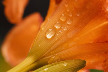 Daylily yaprakları üzerinde çiy parlayan damla