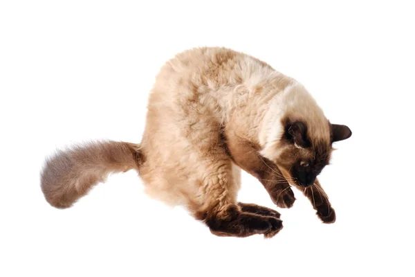 Retrato de un lindo gato volador esponjoso, bsckground blanco aislado — Foto de Stock