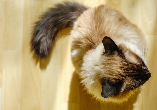 Lindo gato balinés sentado cómodo en la luz del sol de la tarde que se filtra en la sala de estar . — Foto de Stock