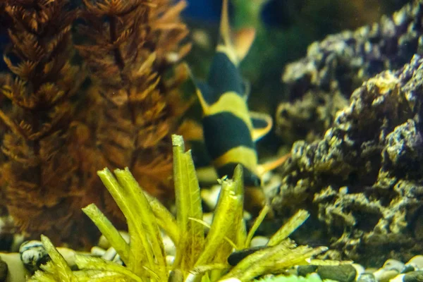 Hal akvárium, akvárium, a háttérben a vízi növények — Stock Fotó