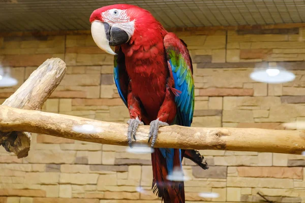 El papagayo colorido rojo se sienta en la rama en la jaula . — Foto de Stock