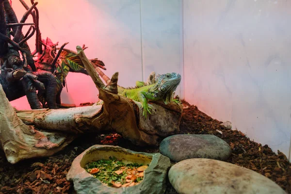 Iguana vert sur lézard animal reptile branche — Photo