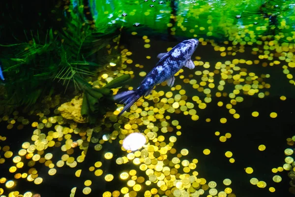 Carpes koï poisson japonais natation, Cyprinus carpio, belles variations de couleur bio — Photo