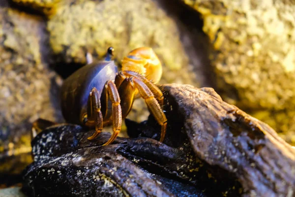 Sandkrabbe am Strand in der Nähe der Höhle — Stockfoto