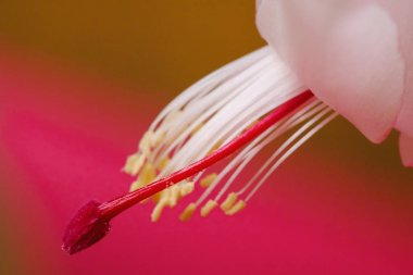 Açık renkli Noel kaktüs schlumbergera beyaz pot Pembe çiçek.