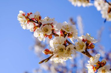 Bahar bahçe çiçek açan çiçekler kayısı dalı