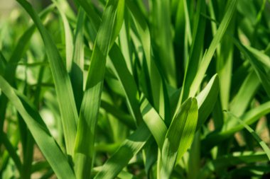 yeşil yapraklar arkaplan