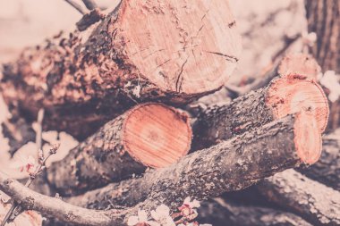 Kış için odun, odun yığınları, odun yığını. Arka bahçede eski biçilmiş ahşap