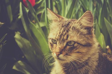 sevimli kedi bahçede oynuyor