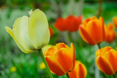 Kırmızı ve Sarı Lale Park grubu. Bahar manzara arka plan.