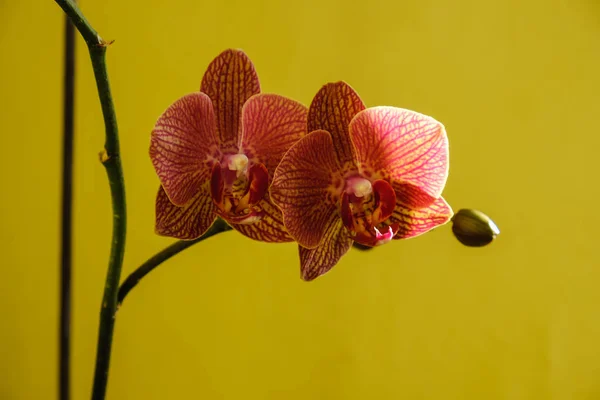 Mor orkide çiçek sarı izole — Stok fotoğraf