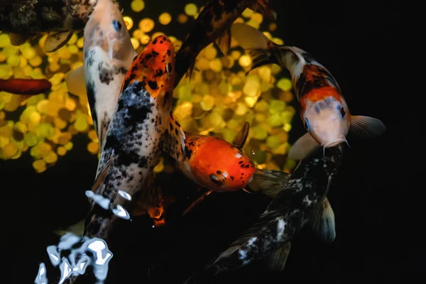 Carpe koï, gros poisson japonais, sous-marin dans le jardin . — Photo