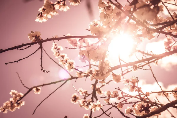 Flores florecientes rama de albaricoque en el jardín de primavera — Foto de Stock