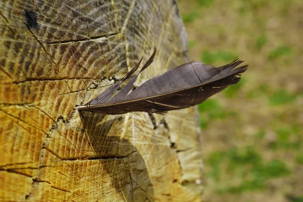 Pena de pássaro, presa na casca de árvore. Conceito Leve — Fotografia de Stock