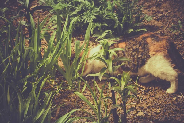 Adorabile gatto sta giocando nel cortile — Foto Stock