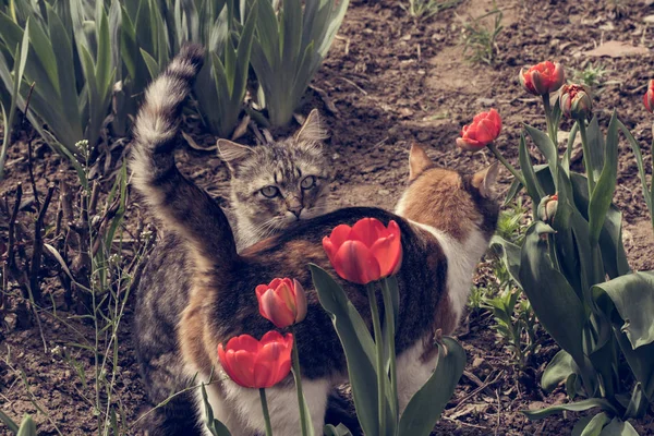 Adorável gato está jogando no quintal — Fotografia de Stock