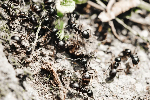 Большие муравьи внутри гнезда, муравьи в колонии, крупный план — стоковое фото