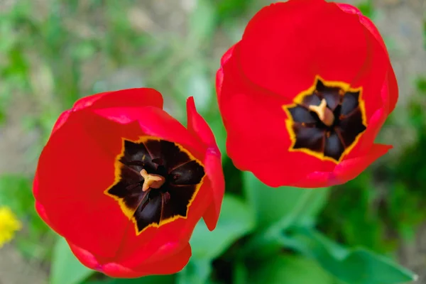 Gruppe roter Tulpen im Park. Frühling Landschaft Hintergrund. — Stockfoto