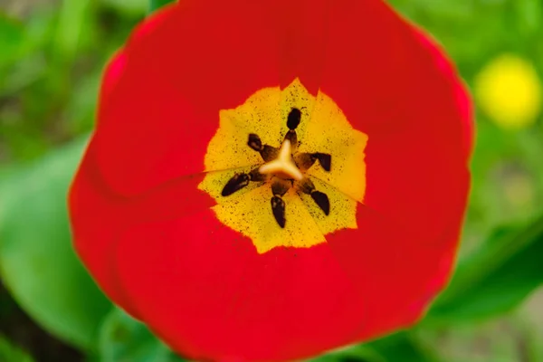 Macro tulipanes rojos pétalo pistilo estambres en el parque. Paisaje primavera . — Foto de Stock