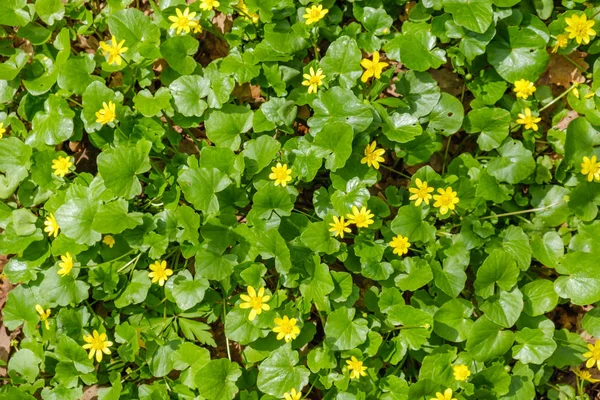 Grön fält gula maskrosor. Närbild av gula vårblommor på marken — Stockfoto