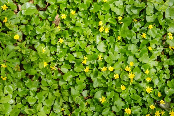 Зеленое поле желтые одуванчики. Крупный план желтых весенних цветов на земле — стоковое фото