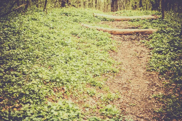 Caminho velho em um parque verde natureza árvore verão jardim — Fotografia de Stock