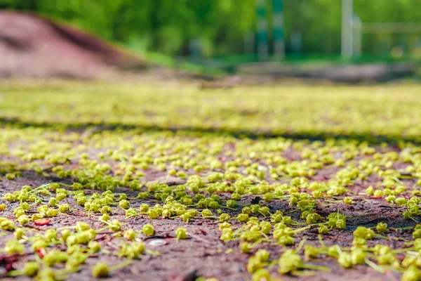 Seeds of trees on the ground in the spring, the awakening of nature — Stock Photo, Image