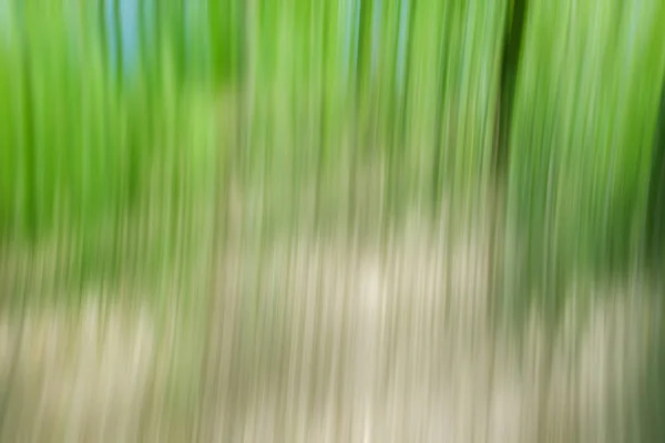 世界环保绿树日概念。抽象模糊树纹理日落背景 — 图库照片