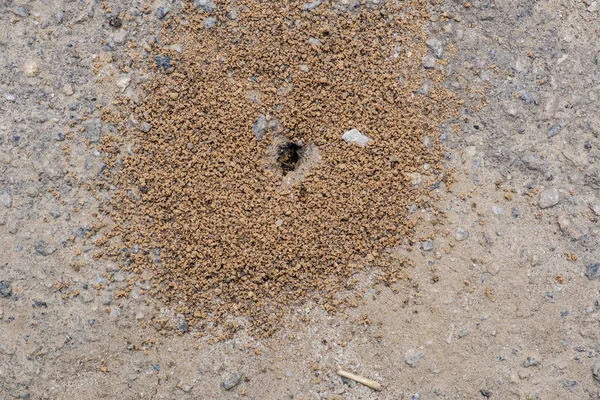 Liten myrstacken i jorden. — Stockfoto