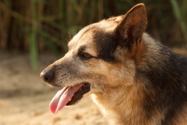 Köpek güzel yüzü. Yaklaş..