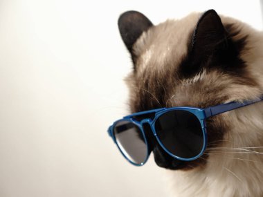 Güneş gözlüklü komik kedi. Evcil, sevimli bir portre.