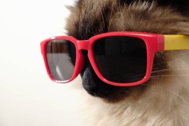 Güneş gözlüklü komik kedi. Evcil, sevimli bir portre.