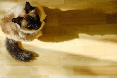 Şirin Bali kedi oturma rahat oturma odasına akması öğleden sonra güneş ışığı altında.