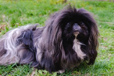 Şirin siyah köpek yavrusu Komik Pekin köpeği