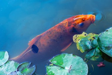 Koi havuzunda Japon sazan balığı.