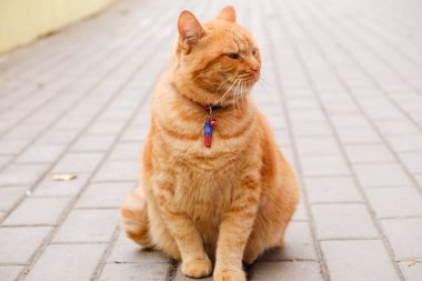 Kırmızı güzel kedi kaldırımda oturuyor.