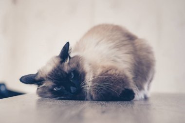 Kedi hasta, sevimli kedi yavrusu yalan söylüyor. memeli..