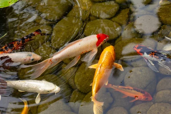 Carpa en estanque, peces de colores, acuático . — Foto de Stock