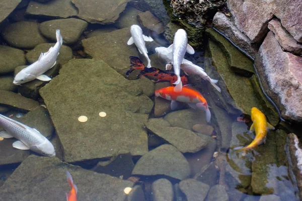 Carpa en el estanque, peces de colores, asia hermosa . — Foto de Stock