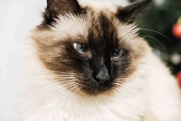 Blauwe ogen huisdier mooie kat. — Stockfoto