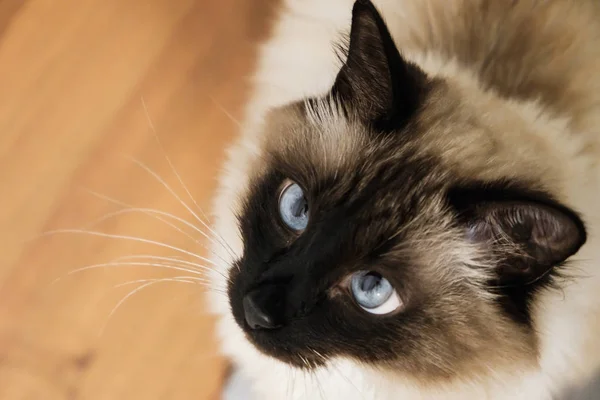 Blauwe ogen mooi huisdier kat. — Stockfoto