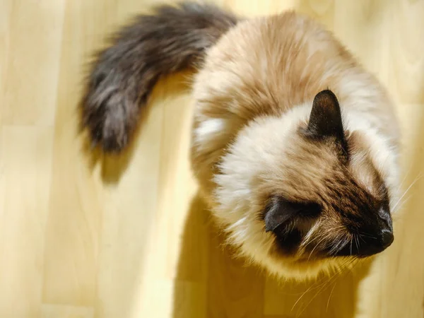 Cute cat van de Balinese vergadering comfortabel in de middag zonlicht dat in de woonkamer lekken. — Stockfoto