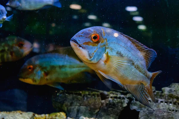 Poissons exotiques tropicaux nageant à proximité sous l'eau — Photo