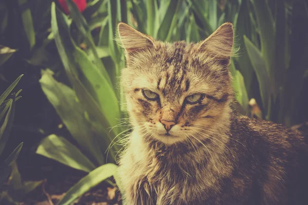 愛らしい猫が庭で遊んでいる — ストック写真