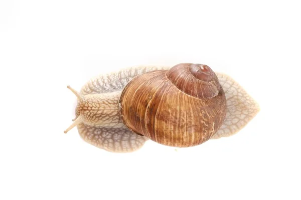 Snail white background animal brown. closeup. — ストック写真